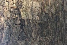 Raw Virgem Bark